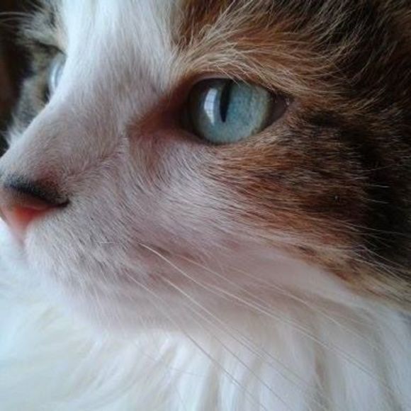 Meet your Posher, Judy - Picture 1 of 1